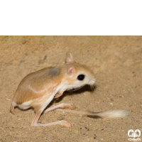 گونه دوپای مصری کوچک Lesser Egyptain jerboa